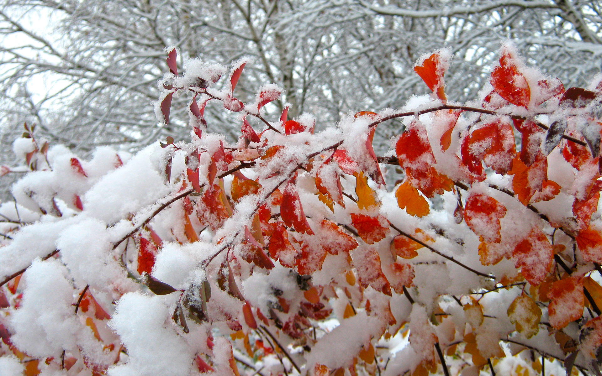 Листья под снегом