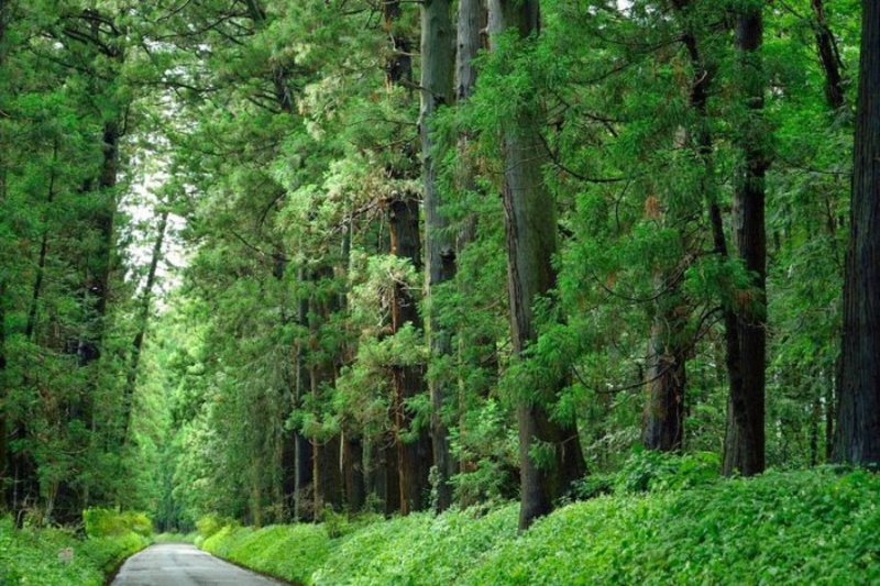 Cedar Avenue – самая длинная в мире аллея деревьев